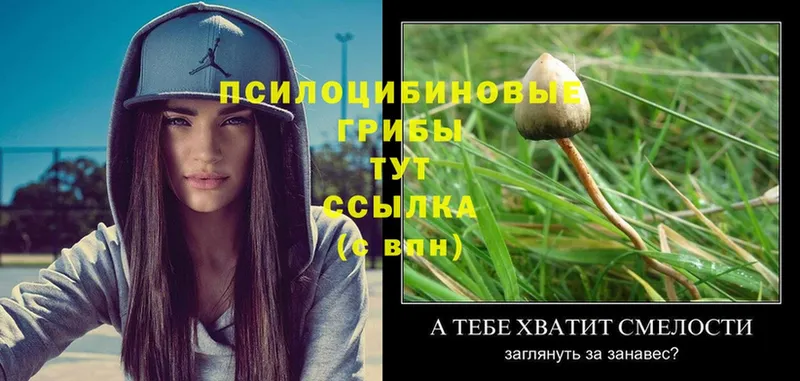 Псилоцибиновые грибы Magic Shrooms  наркошоп  Норильск 